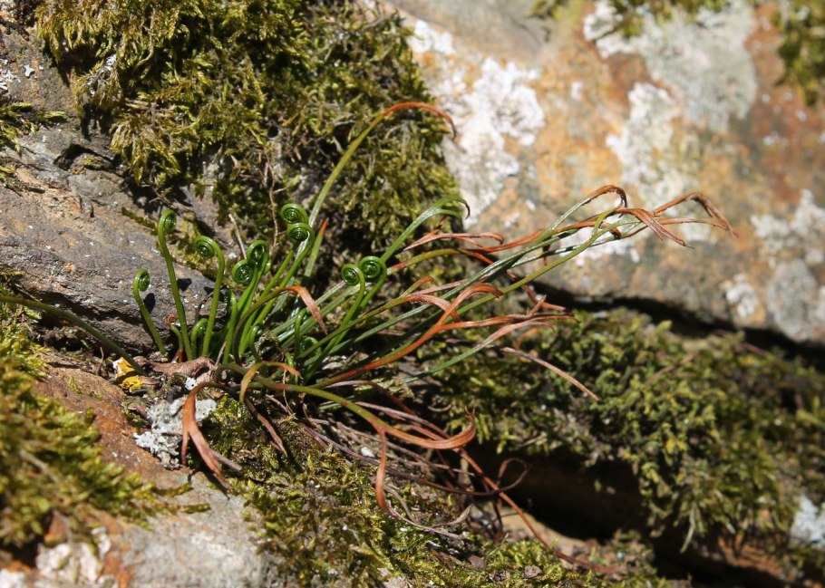 Asplenium Ceterach