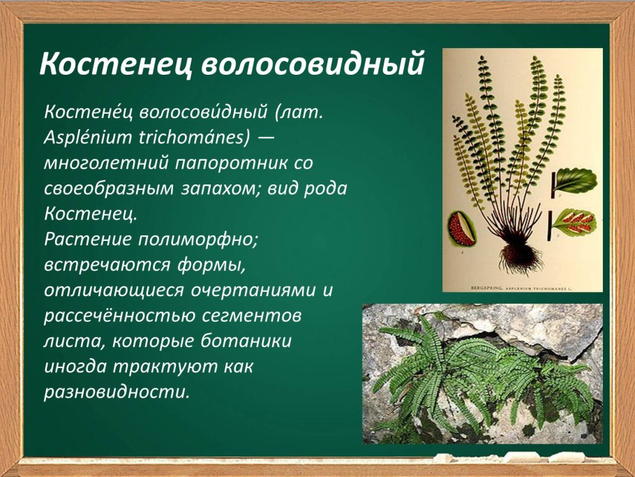 Костенец рута постенная