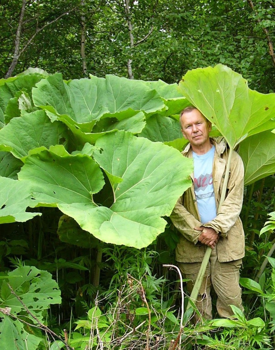 Лопухи на Сахалине