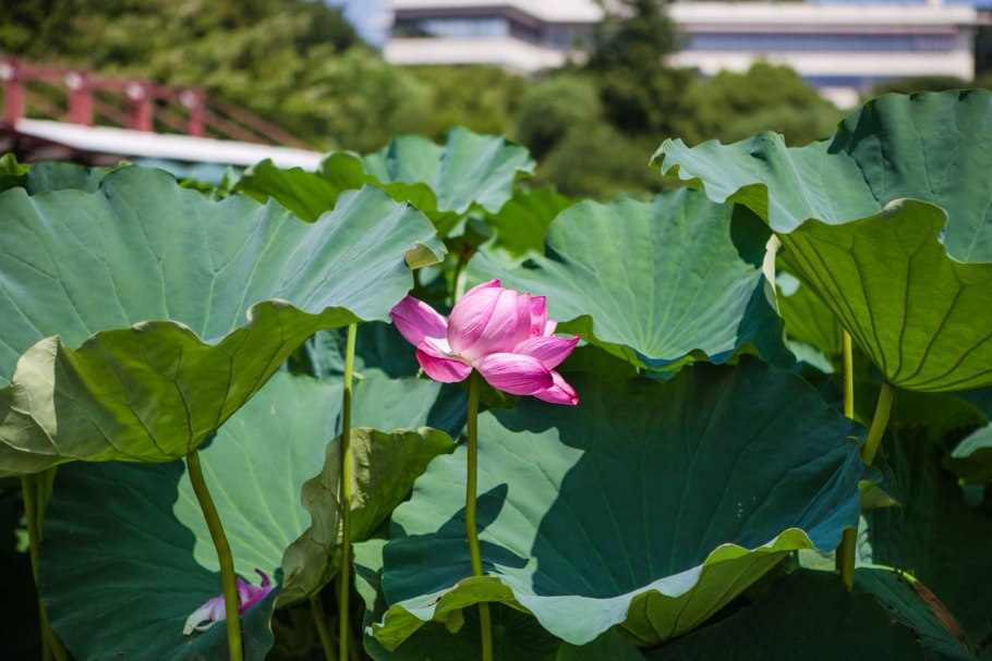 Лопухи на Сахалине