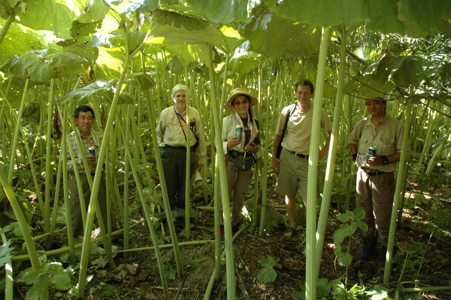 Гигантизм растений на Сахалине