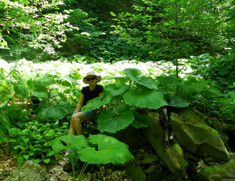 Сахалин лопух белокопытник