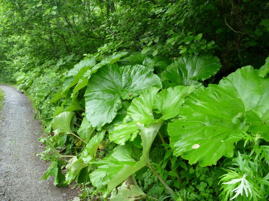 Белокопытник Сахалинский