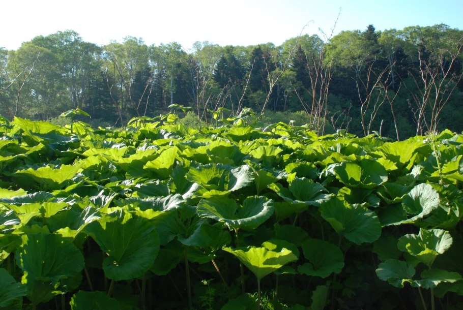 Сахалинский лопух белокопытник