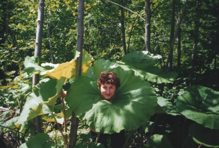 Растения Сахалина лопух