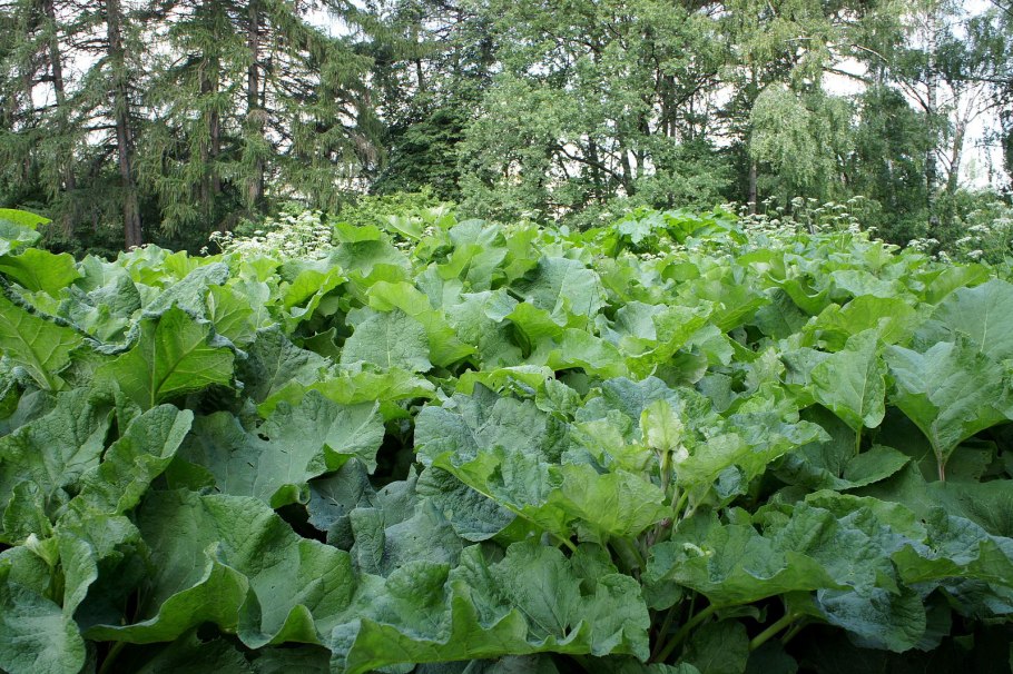 Сахалин лопух белокопытник