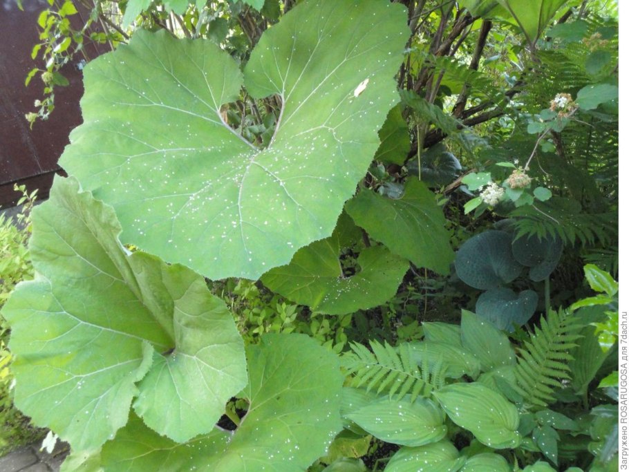 Лопухи в Тайланде