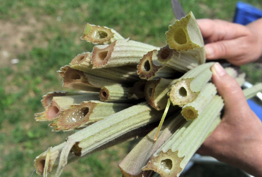 Курильские острова гигантизм растений