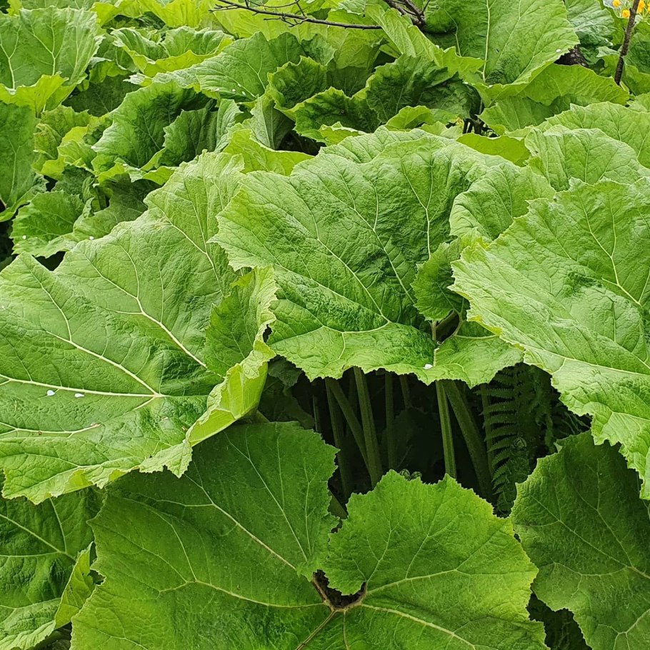 Сахалинский лопух белокопытник