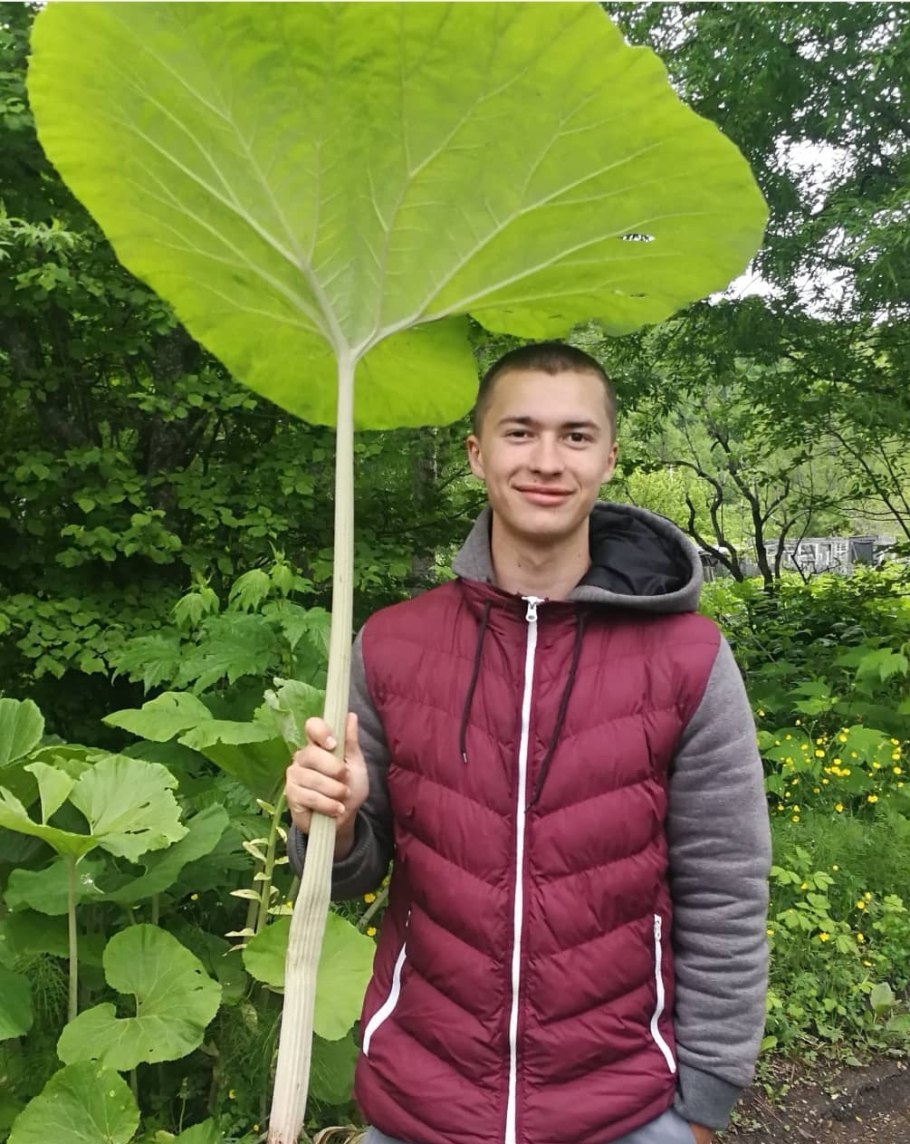 Сахалинский лопух белокопытник