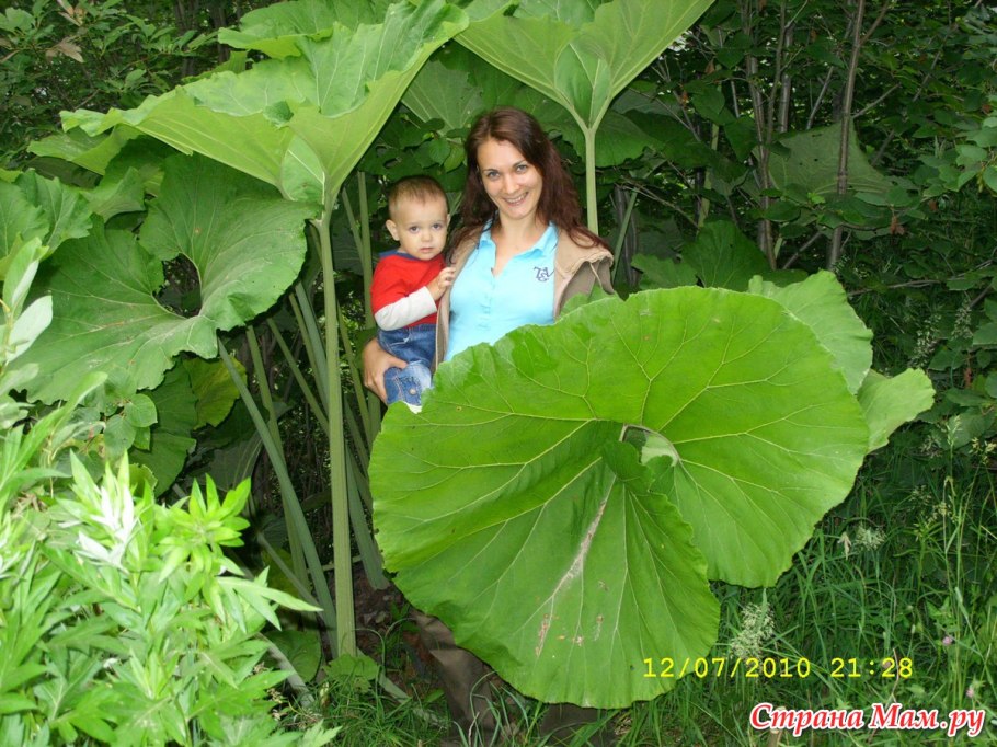 Лопух Сахалинский