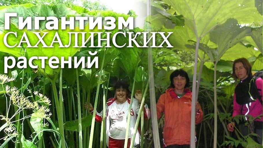 Сахалин лопух белокопытник