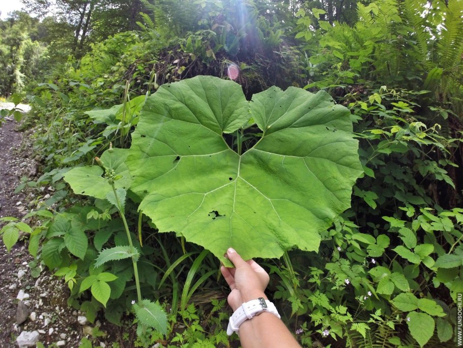 Лопухи на Дальнем востоке