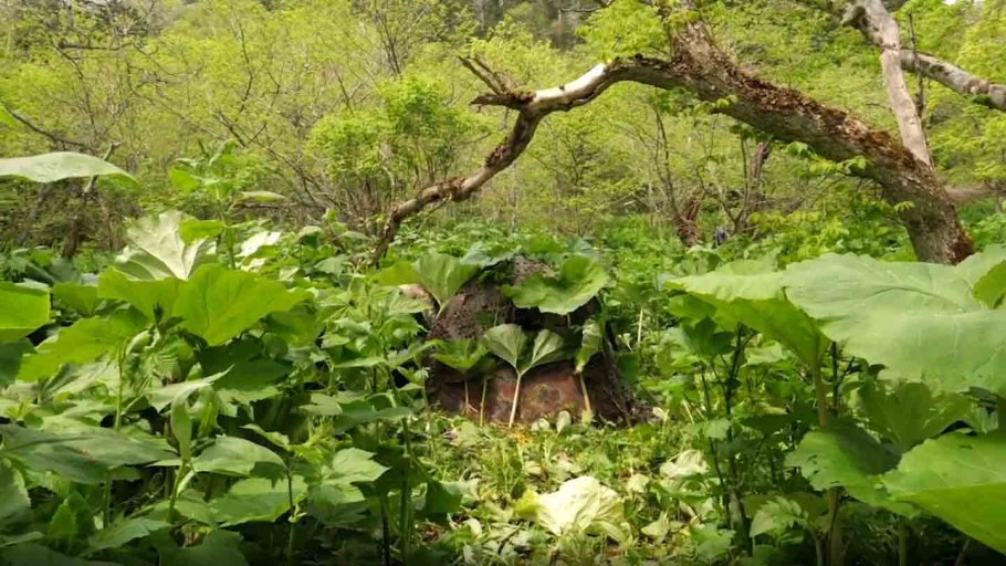 Белокопытник Дальневосточный