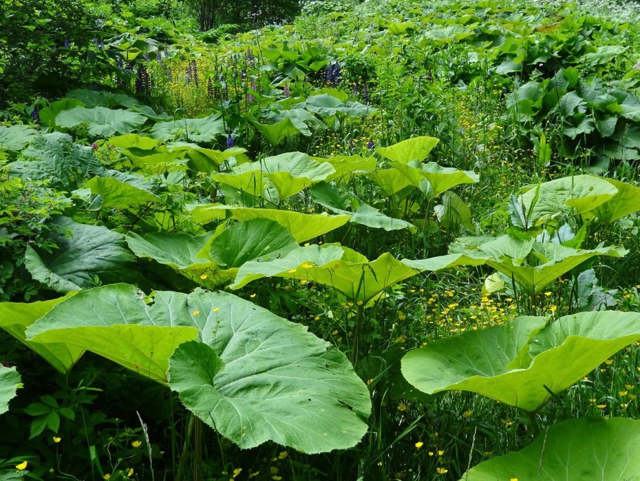 Белокопытник обыкновенный