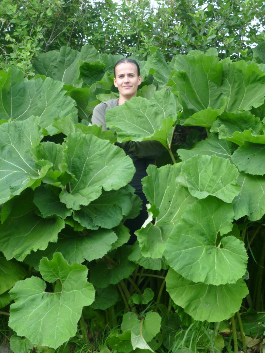 Лопух белокопытник