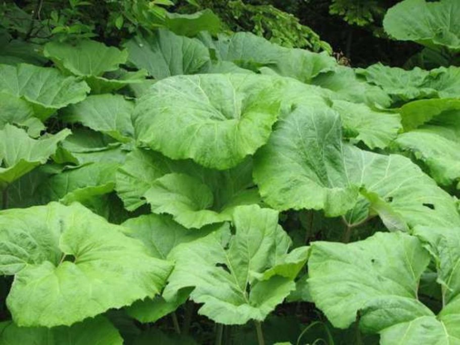 Репейник белый