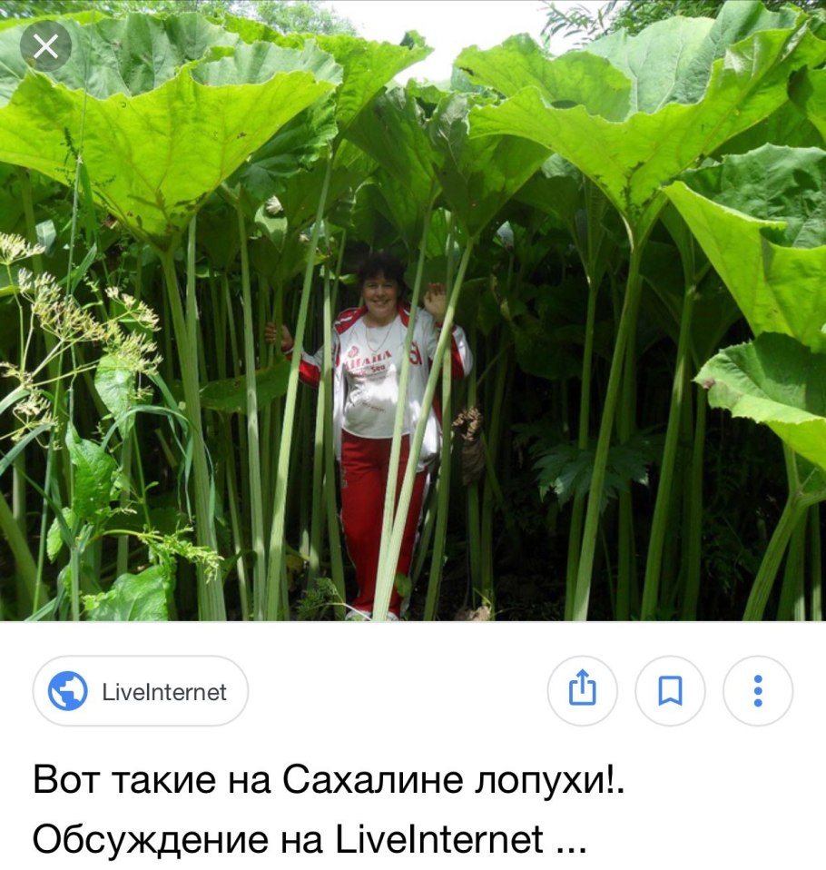 Белокопытник Татеваки