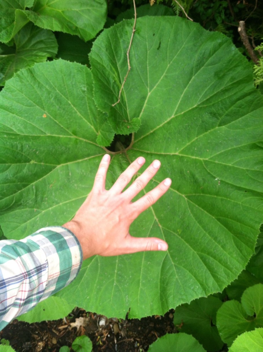 Сахалинский лопух белокопытник