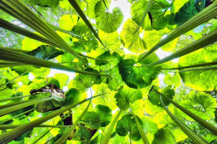 Лопухи на Сахалине