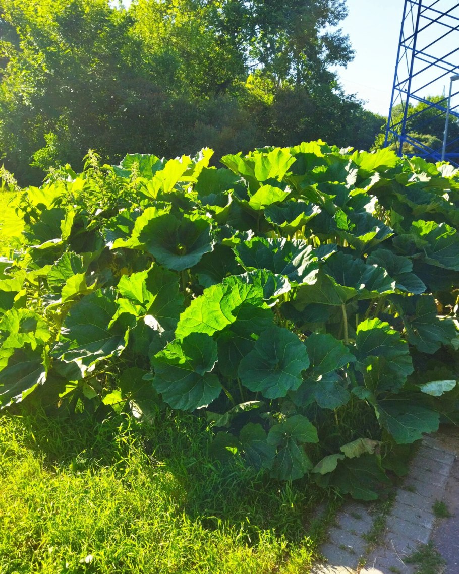 Южно Сахалинский лопух