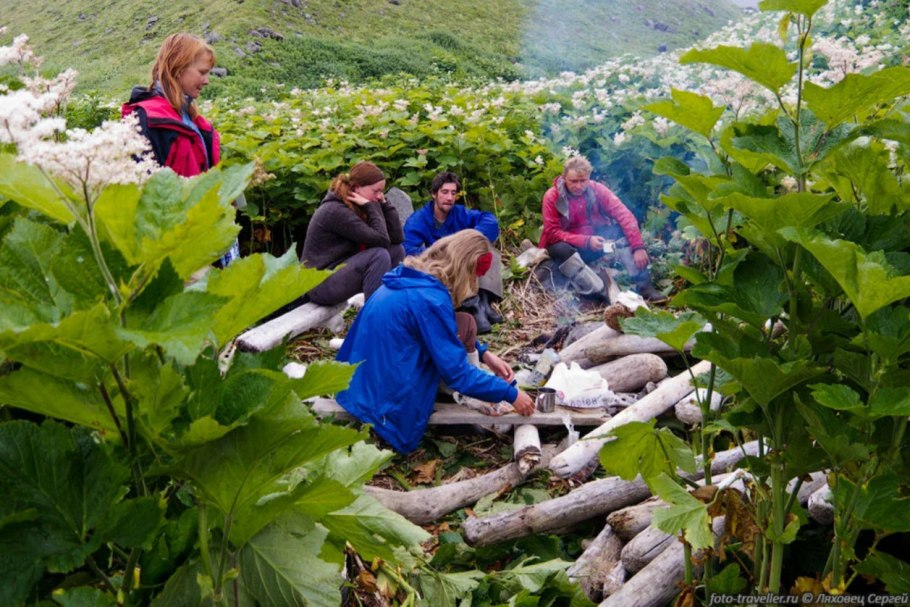 Сахалинский лопух белокопытник