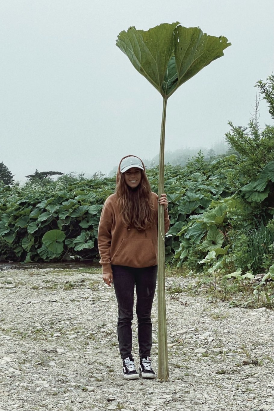 Лопухи на Сахалине