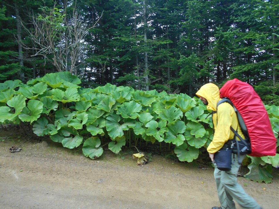 Ревень Гуннера