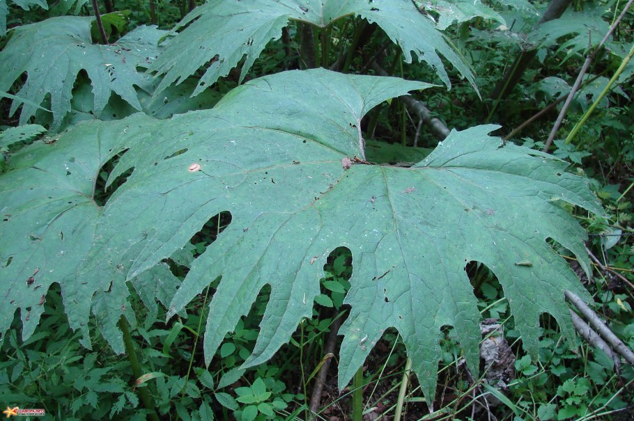 Дальневосточный лопух