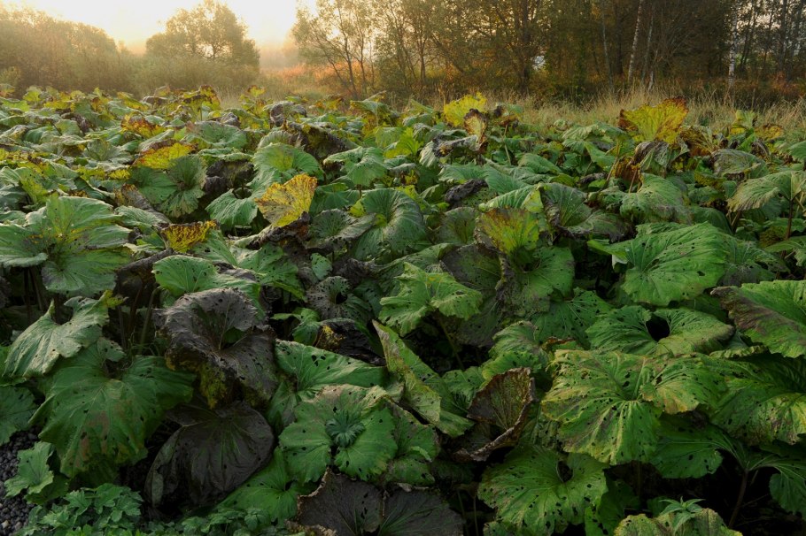 Белокопытник (Petasites)