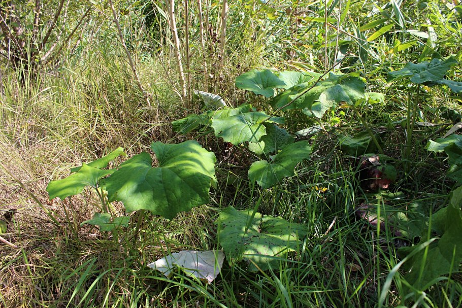 Ревень Гуннера гигантский 3