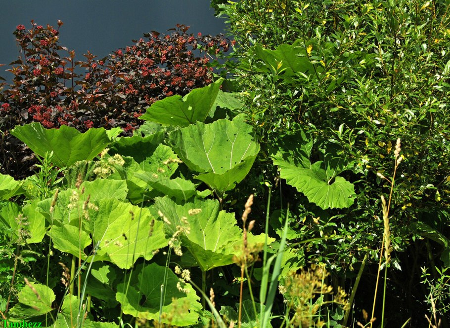 Ревень Гуннера