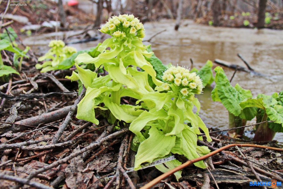 Ревень Гуннера
