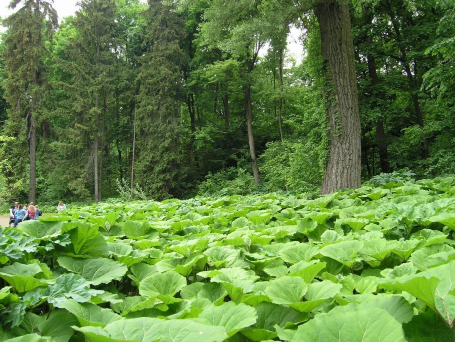 Сахалинский лопух белокопытник