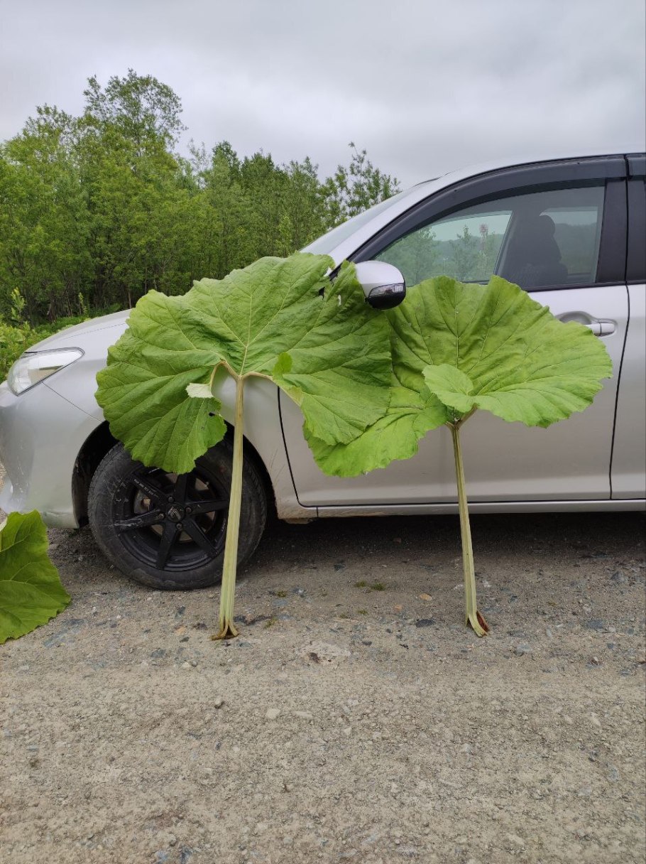 Лопухи на Сахалине