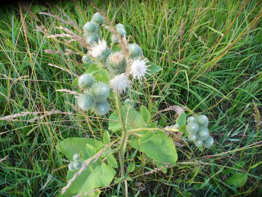 Поле белокопытника