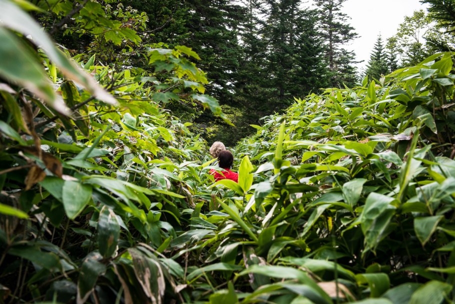 Гуннера рукавчатая (с5)