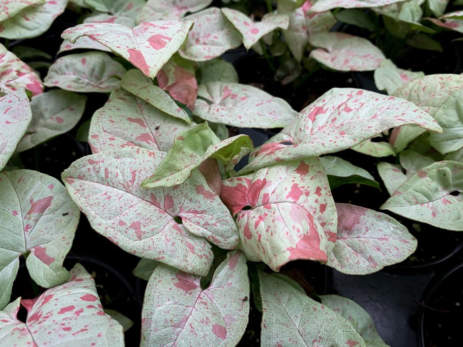 Сингониум неон тетра