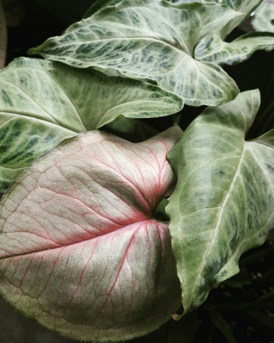 Сингониум Альба