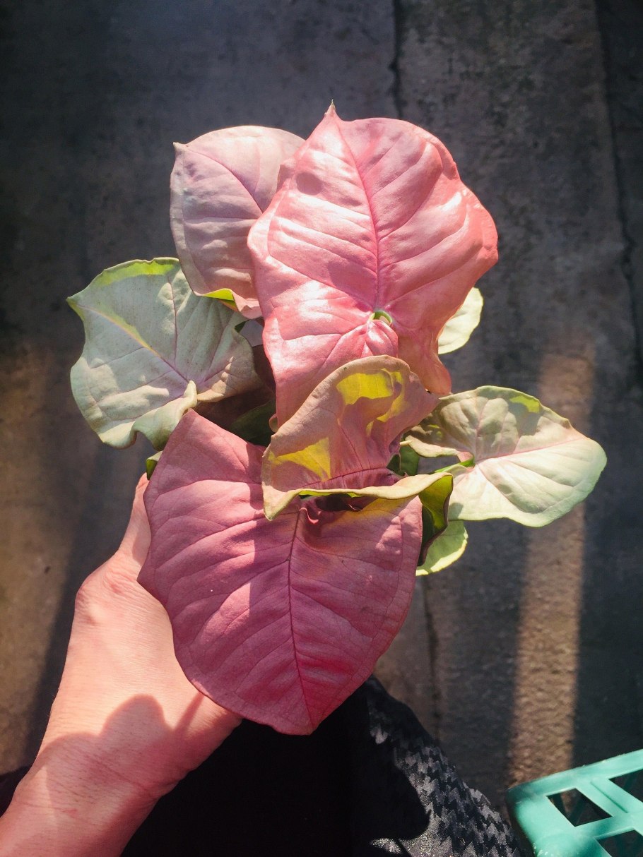 Сингониум wendlandii Arrowhead Vines