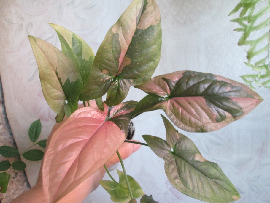 Сингониум Maria allusion