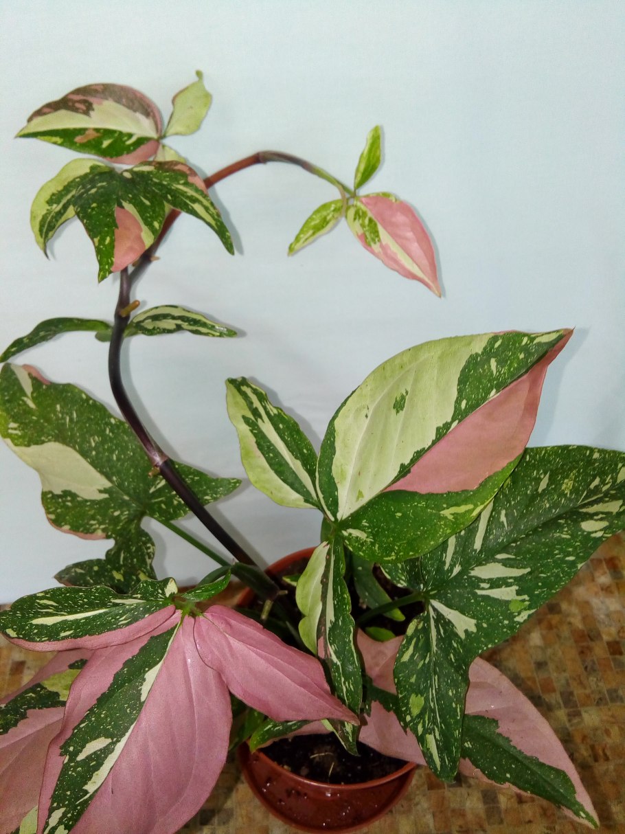 Сингониум неон Пинк