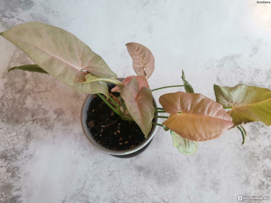 Syngonium Neon robusta