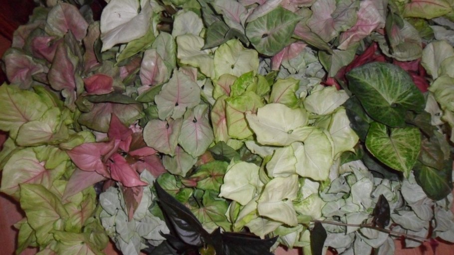 Сингониум Rasamee