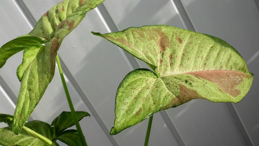 Сингониум Джулия