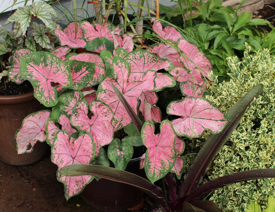 Сингониум конфетти