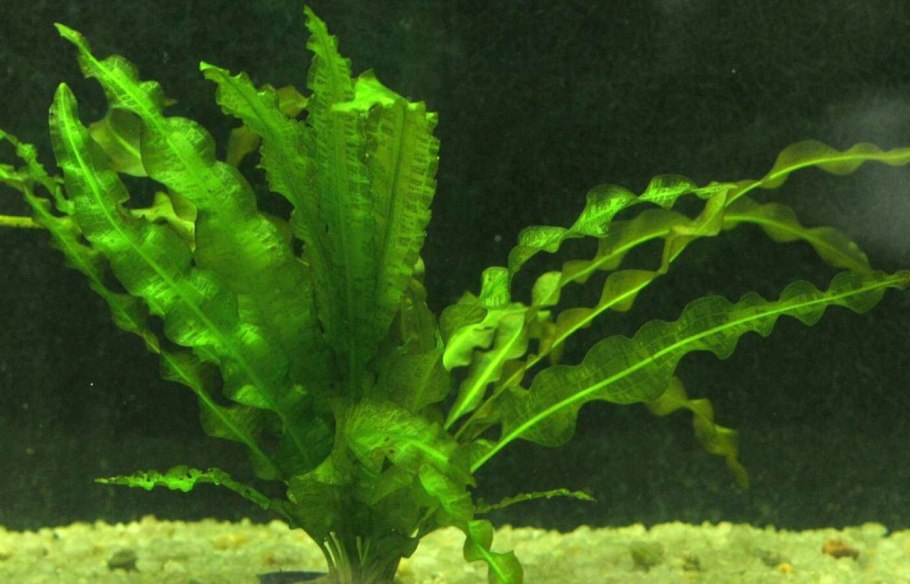 Апонагетон Мадагаскар