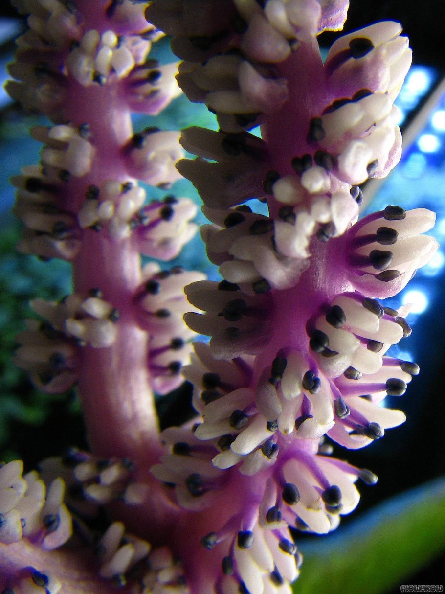 Цветущие апоногетоны