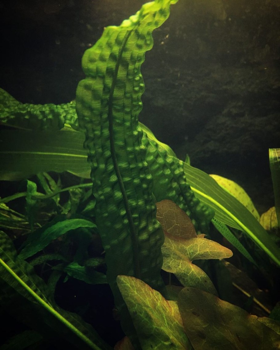 Апоногетон Боивина