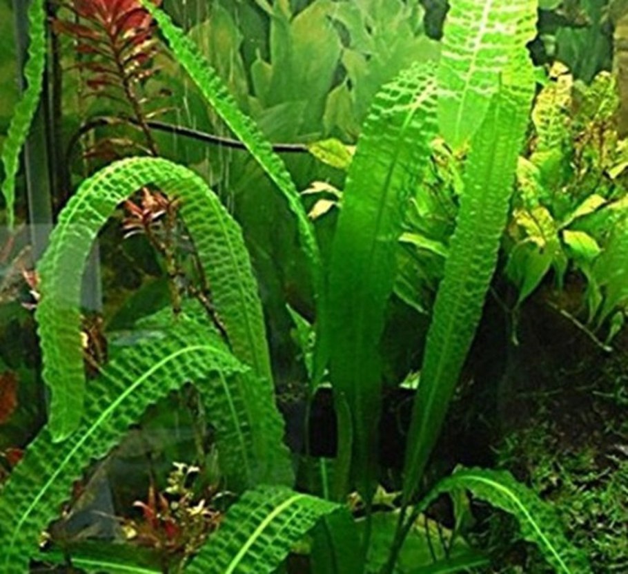 Апонагетон Мадагаскар